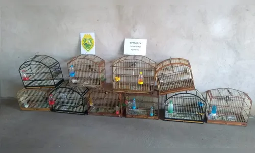 PM Ambiental apreende oito pássaros em Marilândia do Sul 