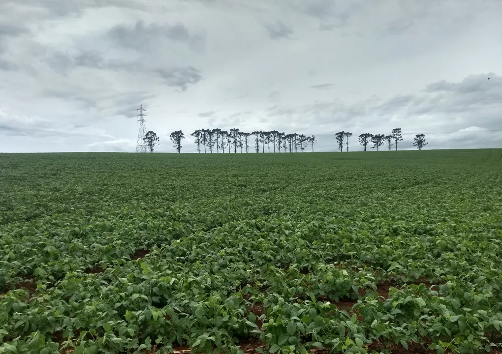 As lavouras de soja na regional de Ivaiporã tem área de plantio de 158 mil hectares.  (Foto: Ivan Maldonado)