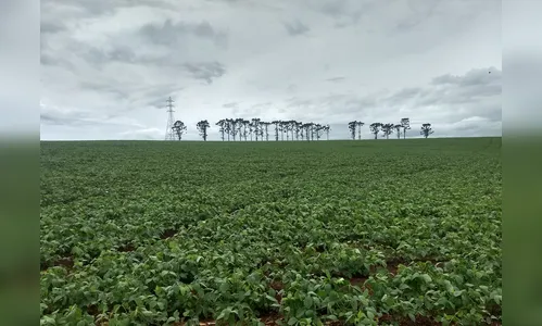 Chuvas favorecem desenvolvimento das culturas de verão