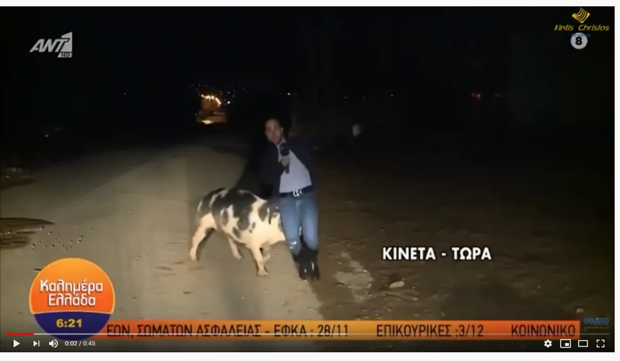 Porco persegue e tenta morder repórter ao vivo na Grécia; veja vídeo