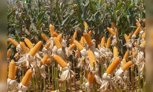 Agronegócio brasileiro exportou US$ 96,8 bilhões em 2019