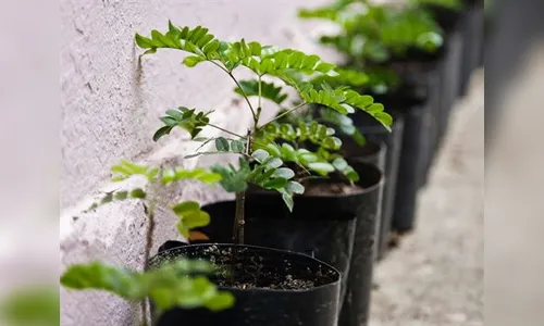 Mudas de pau-brasil e espécies nativas serão plantadas em São Pedro do Ivaí 