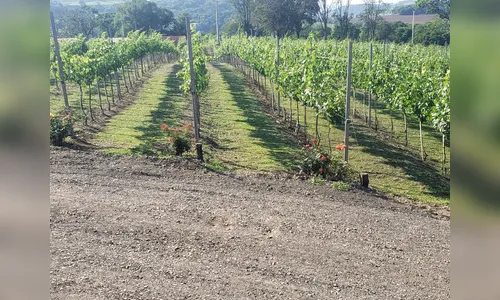 Serra de Apucarana ganha primeira vinícola