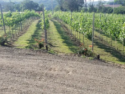 Serra de Apucarana ganha primeira vinícola