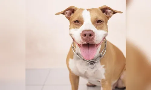 Mulher fica ferida ao tentar separar briga de animais