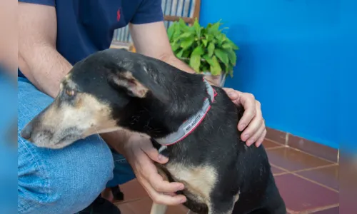 
							Apucaranense incentiva uso de coleiras refletivas para evitar atropelamentos de animais
						
						