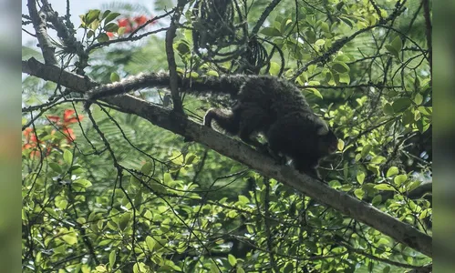 Polícia Federal faz operação contra caça ilegal no Rio