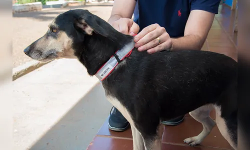 Apucaranense incentiva uso de coleiras refletivas para evitar atropelamentos de animais