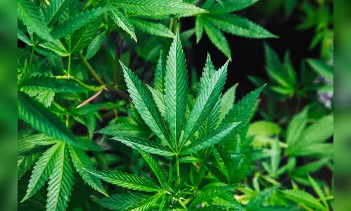 Anvisa rejeita plantio de maconha, mas assunto pode voltar à pauta