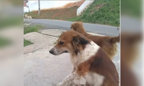 Polícia Civil investiga suposto estupro de animais