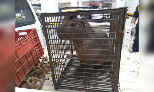 GM Ambiental de Arapongas já capturou 50 animais silvestres na cidade em 2019