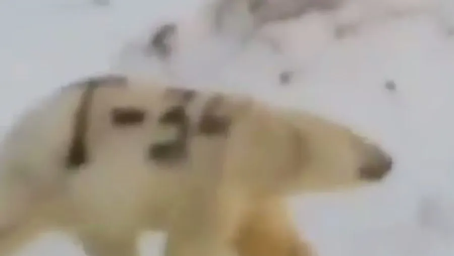 Vídeo mostra urso polar com pelagem 'pichada' com nome de tanque de guerra soviético; assista
