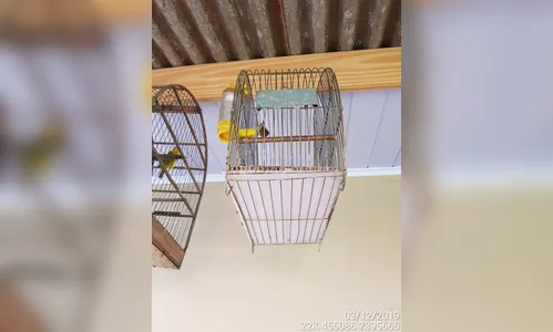 Polícia Ambiental resgata cinco pássaros silvestres em cativeiro