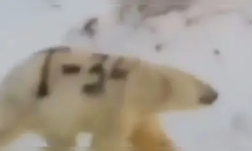 Vídeo mostra urso polar com pelagem 'pichada' com nome de tanque de guerra soviético; assista