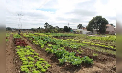 Programa Hortas Comunitárias chega a Cascavel