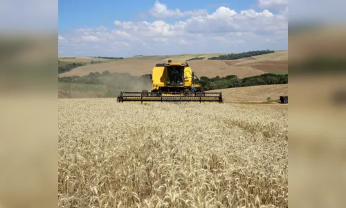 Pesquisadores encontram trigo contaminado com inseticida em silo público no Paraná