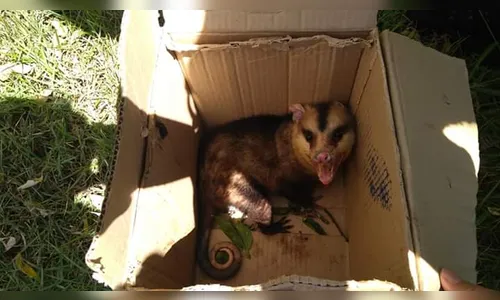 GM de Arapongas captura Gambá no perímetro urbano da cidade