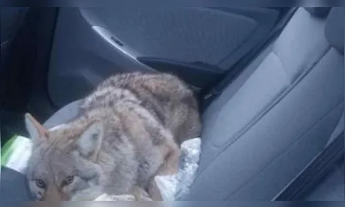 Motorista atropela coiote e o leva no banco de trás do carro  pensando ser um cão