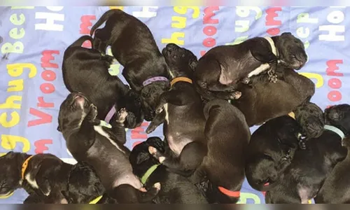 Cadela surpreende ao dar à luz a 21 filhotes de parto natural