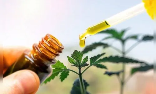 Número de usuários de canabidiol sobe 9 vezes em 4 anos