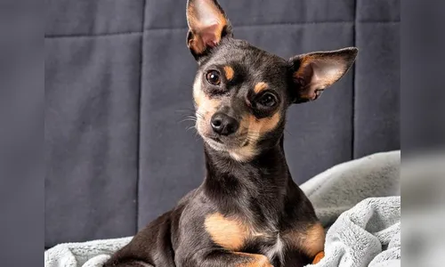 Mulher que estaria em surto, coloca mangueira na boca de pinscher e cão morre afogado