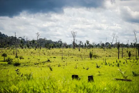 Ações da AGU cobram R$ 555,3 milhões de infratores ambientais