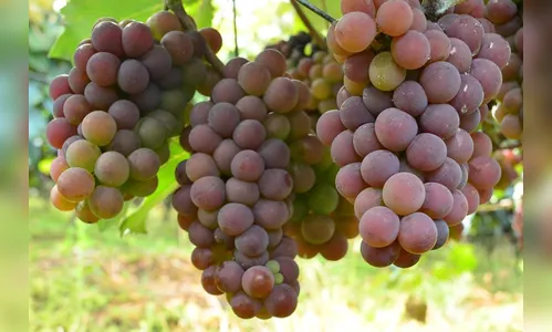 Prefeitura de Rosário do Ivaí anuncia programação da 18ª Festa da Uva Niágara