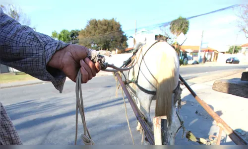 Deputado quer proibir uso de chicote em animais