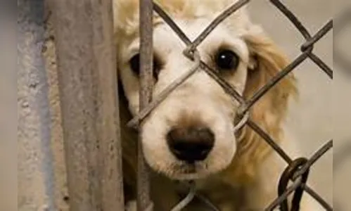 Canil resgata animal em situação de maus-tratos, em Apucarana