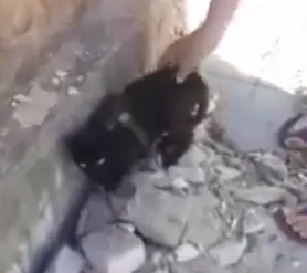 Gato é flagrado com tornozeleira eletrônica presa ao corpo no Ceará; assista