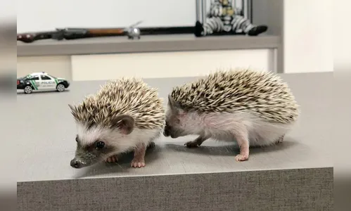 Polícia Civil resgata cinco ouriços da espécie hedgehog