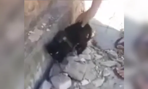 Gato é flagrado com tornozeleira eletrônica presa ao corpo no Ceará; assista