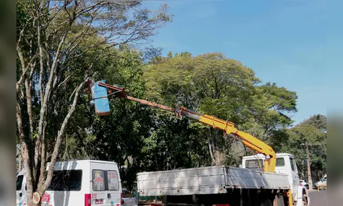 Apucarana contrata empresa para podas e substituição de árvores