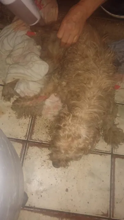 Após mais de 40 horas, cachorro que caiu em buraco é resgatado pelos bombeiros