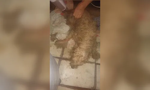 Após mais de 40 horas, cachorro que caiu em buraco é resgatado pelos bombeiros