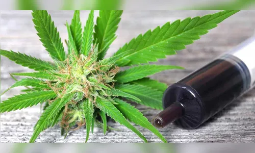 Anvisa publica texto sobre fabricação e importação de medicamentos com Cannabis