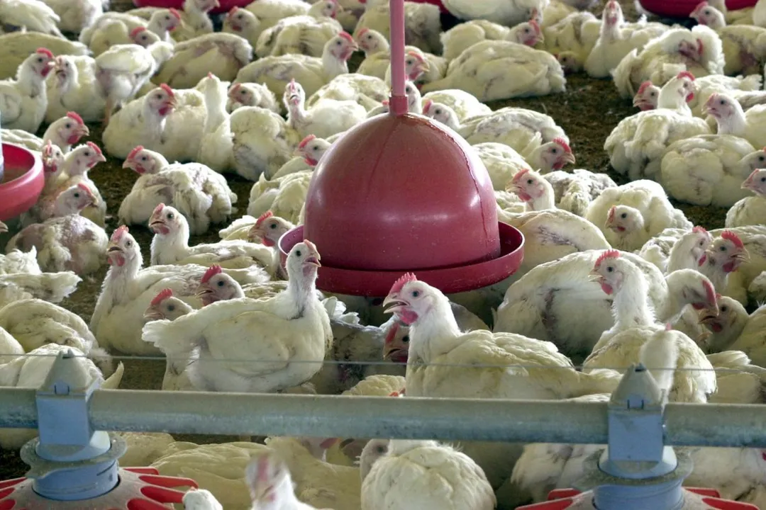 Setor prevê fechar 2019 com aumento da produção de carne de frango