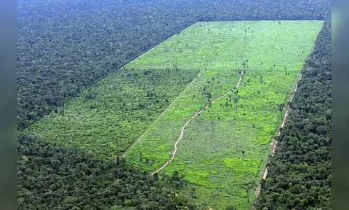 Estudo liga desmate zero a lucro maior
