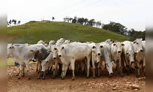 Paraná e Santa Catarina vão fortalecer defesa agropecuária