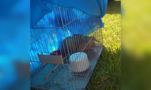 GM de Arapongas captura perdiz em quintal no Conjunto Águias