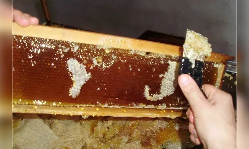 Mel do Paraná se destaca pela qualidade na produção