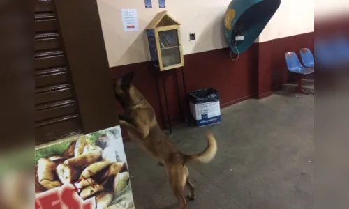 
							PM utiliza cão farejador em patrulhamentos da Operação Natal em Apucarana
						
						