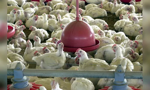Setor prevê fechar 2019 com aumento da produção de carne de frango