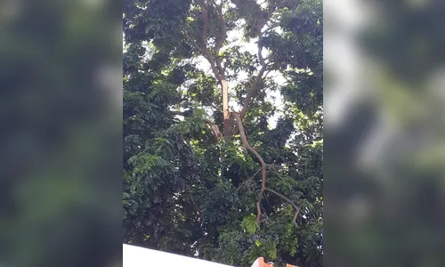 Copel orienta população a denunciar fios telefônicos soltos em Apucarana 