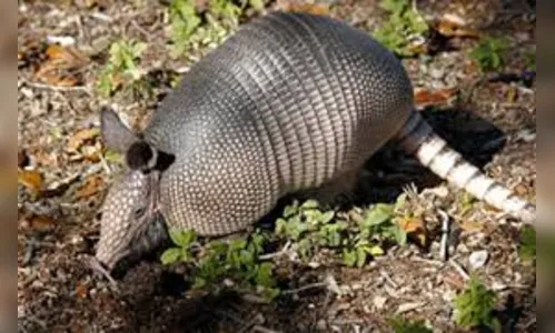 Tatu-galinha ferido é resgatado pela Guarda Municipal, em Arapongas