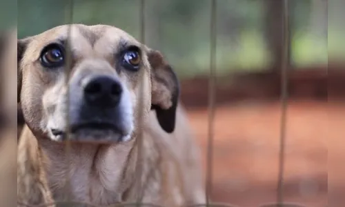 Prefeitura de Arapongas doa semanalmente 675 kg de ração para Ong e protetores de animais