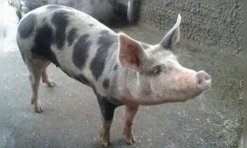 Porcos são furtados de fazenda, em Apucarana