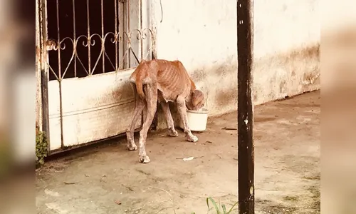 GM atende denúncia de maus-tratos contra animais, em Arapongas