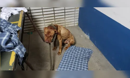 Justiça libera 40 detidos em rinha de cães; mais animais são localizados
