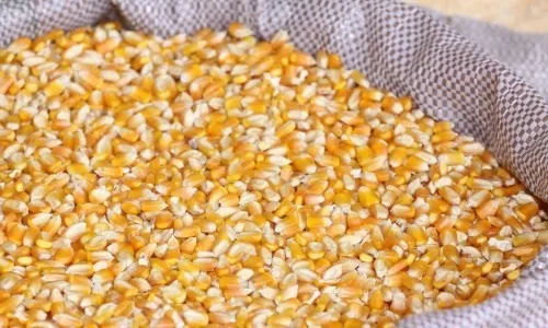 Bandidos furtam 300 quilos de milho de propriedade rural em Paranavaí